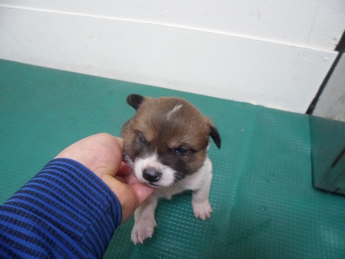강현림동물병원_411320202300314